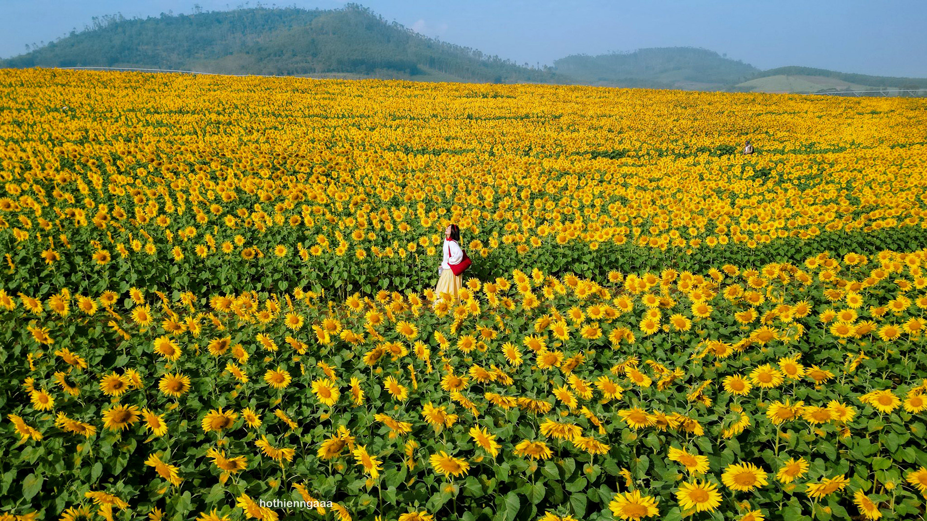 Cánh đồng hoa hướng dương cách Hà Nội 250km, khách đi từ nửa đêm tới check-in