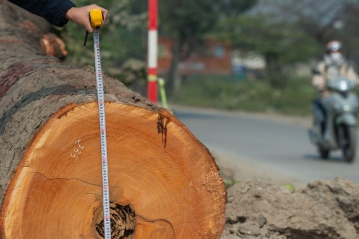 Cảnh 'bứng' hàng trăm cây xà cừ cổ thụ mở rộng đường huyết mạch ở Hà Nội